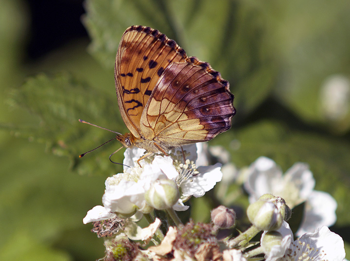 Brentis dafne  (Nymphalidae)